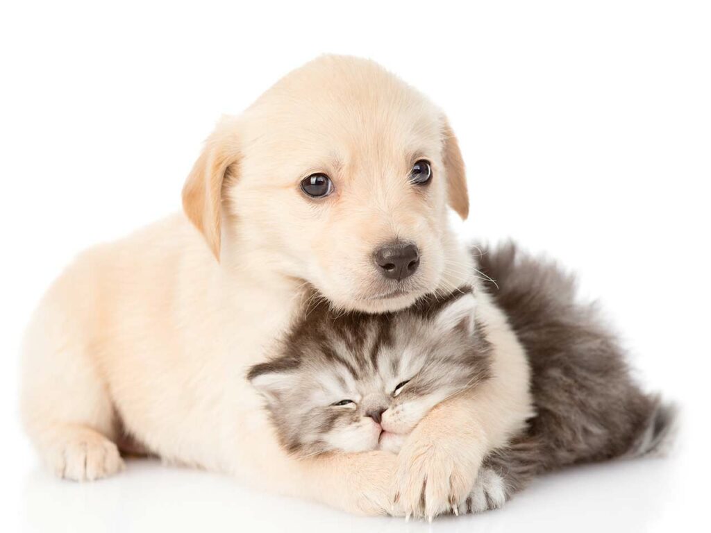Golden retriever puppy hugging a kitten